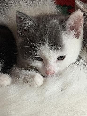 кошки сфинксы: Отдам котят в добрые руки ❤️ Котята домашние, окрас на выбор: - — 9