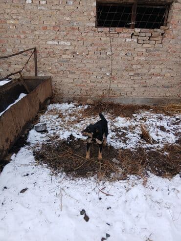 Иттер: Щенок небольшого размера, черный с подпалом. Уши стоячие/полустоячие — 5