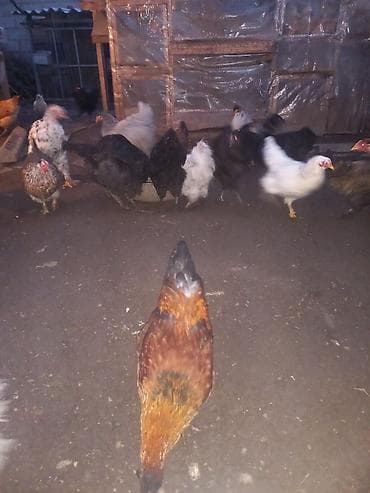 Ветеринар кызматы: Сатам | Тооктор | Көбөйтүү үчүн — 1