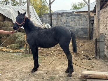 куры доминанты: Продаю | Жеребенок | Конный спорт — 10