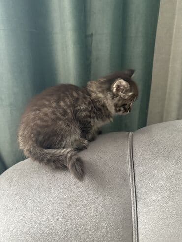 сколько стоят вислоухие кошки: Шотландские котята с вислыми ушками (fold). На фото — два малыша: - — 6