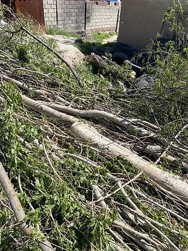 павлония дерево: Дрова Тополь — 2