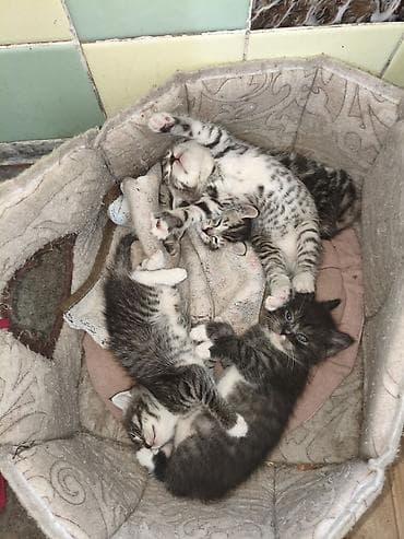 котят купить: Котята, помёт из 4 малышей. Родились 27 апреля - 2 девочки,и 2 — 8