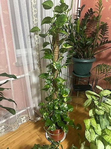 филодендрон еллоу флейм: Эпипремнум золотистый (Scindapsus aureus, «потос») на опоре-мховом — 2