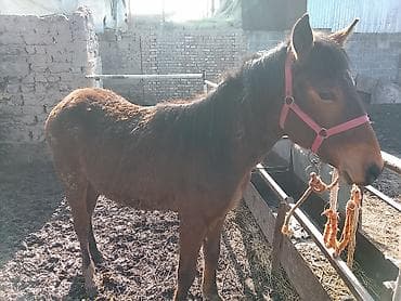 Сатам | Тай | Кара Жорго | Жумушка — 2