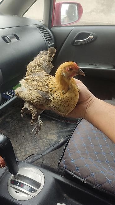 купить цыплят брама: Бентамки — 5