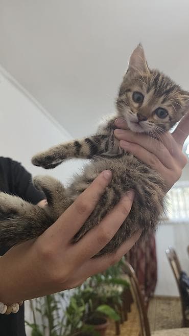 котятя: Продаются невероятно красивые, активные и ласковые котята! Малышам — 1