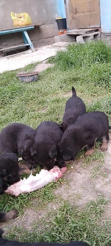 личинка карпа: Щенки немецкой овчарки. Мать потомок золотого клыка, кабель 70 см — 5