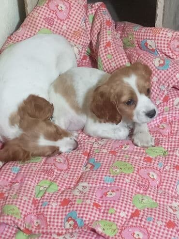 продажа собак бишкек: Продаю щенков русского спаниеля,возраст полтора месяца,проглистованы — 2