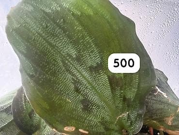 Компферия Calathea/Goeppertia) с необычной окраской листьев — — 4