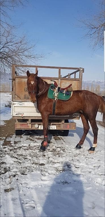 Услуги ветеринара: Продаю | Жеребец | Племенные — 6