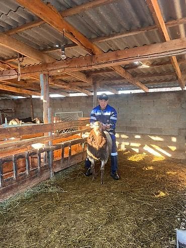 авган кой: Продаю | Овца (самка) | Для разведения | Матка — 1