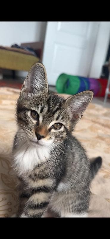 Үй жаныбарлары: Котята-полосатики, домашние. Описание: - Окрас: классический — 1
