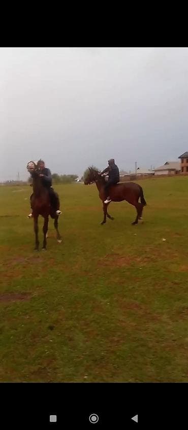 сколько стоит лошадь в кр: Продаю | Кобыла (самка), Жеребенок | Полукровка | Конный спорт | Племенные — 5