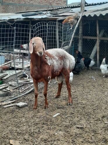 токмок собаки: Продаю | Баран (самец) | Арашан | Для разведения | Осеменитель — 2