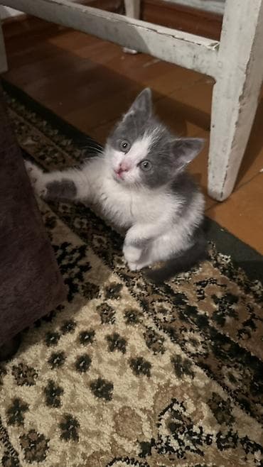 возьму кошку бесплатно: 2 месяца, Девочка, Приучена к лотку — 4