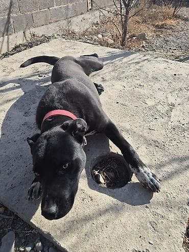 Иттер: Ит бекер берилет: Питбуль, 8 айлык, Эркек, Эмделген — 4