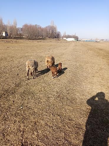 Другие животные: Продаю | Овца (самка), Ягненок — 2