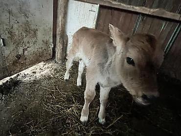 уй ала тоо парода: Продаю | Бык (самец), Музоо, торпок | Полукровка | Для разведения, На откорм | Искусственник — 4