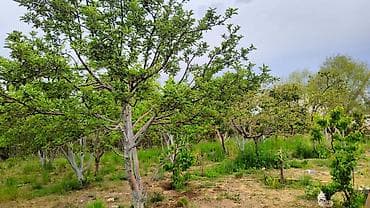 овощная лавка: 8 соток, Красная книга — 6