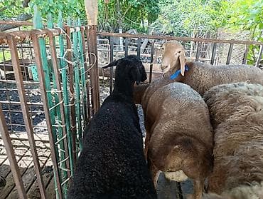 кой машынка: Продаю | Баран (самец), Овца (самка) | На забой — 8