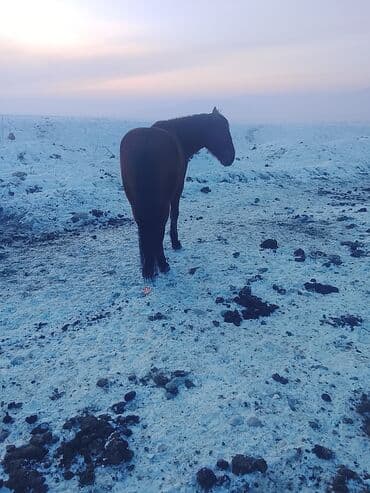 Аквариумы: Продаю | Жеребенок | Рабочий — 2