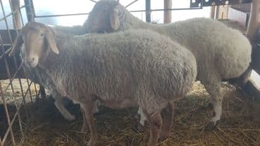 Продаю | Овца (самка), Баран (самец) — 3