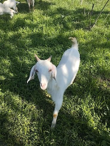 Продаю | Коза (самка) | Нубийская | Для разведения — 5