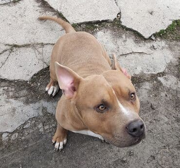 отдам даром собаку в хорошие руки: Вязка: Амстафф, Самец, 4 года, С родословной — 5