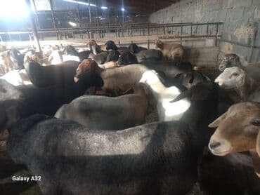 купить собаку шпица недорого: Продаю | Овца (самка) | На забой, Для разведения | Матка — 3