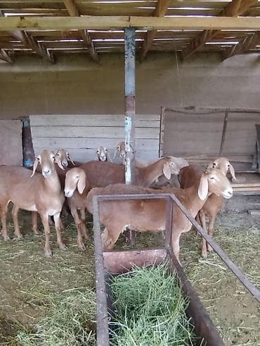 сколько стоит баран породы арашан: Продаю | Овца (самка) | Арашан | Для разведения — 2