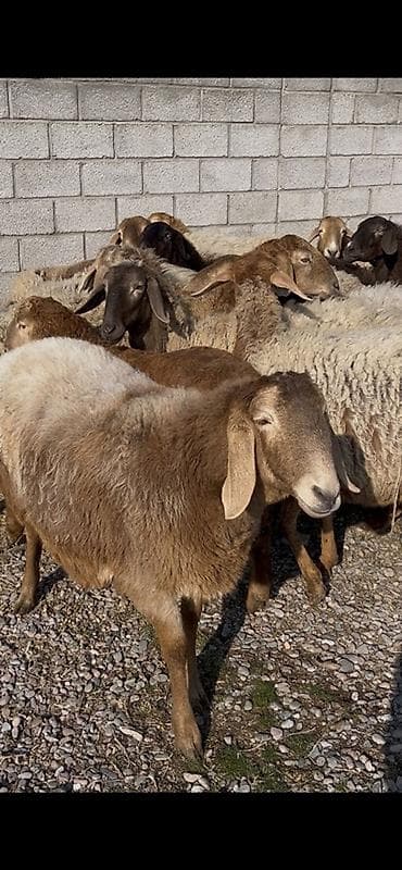 стельные тёлки: Продаю | Овца (самка) | Для разведения | Матка — 3