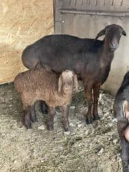 продажа щенков немецкой овчарки с документами в бишкеке: Продаю | Овца (самка) | Арашан, Гиссарская | Для разведения | Ягнившаяся, Матка — 8