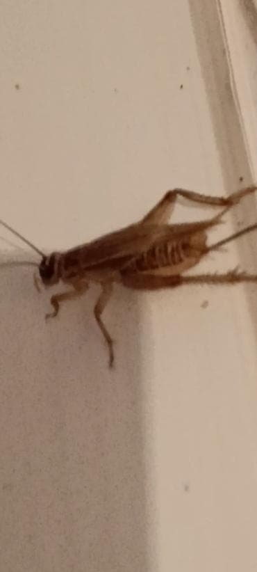 жом цена: Продаю живых сверчков. Чегирткелерди сатам. Цена 10 -сом/шт. Порода — 4