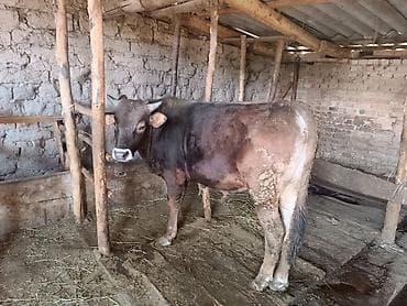 Продаю | Бык (самец) | Швицкая | На откорм | Племенные at lalafo.kg Продаю | Бык (самец) | Швицкая | На откорм | Племенные