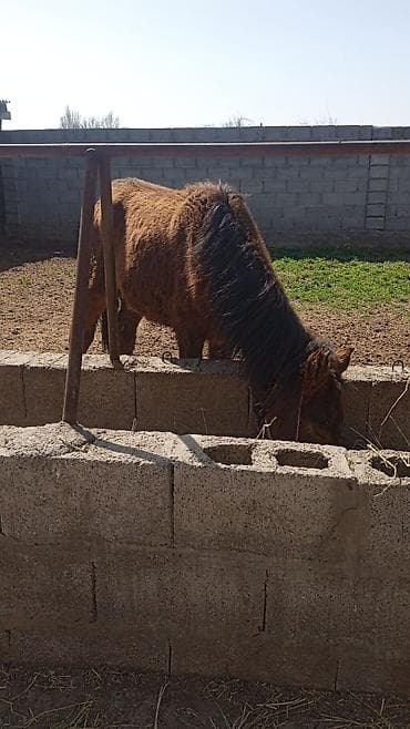 абакан лошадь: Продаю | Кобыла (самка) | Для разведения — 2