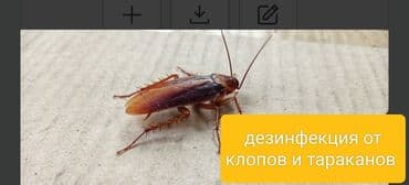 Дезинфекциялоо, дезинсекциялоо, | Канталалар, Бүргөлөр, Таракандар, | Транспорт, Офистер, Батирлер