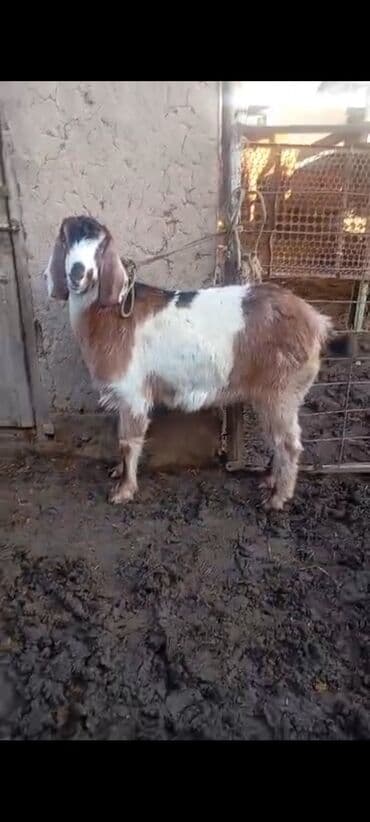 охотники собака: Продаю | Коза (самка) | Для разведения — 2