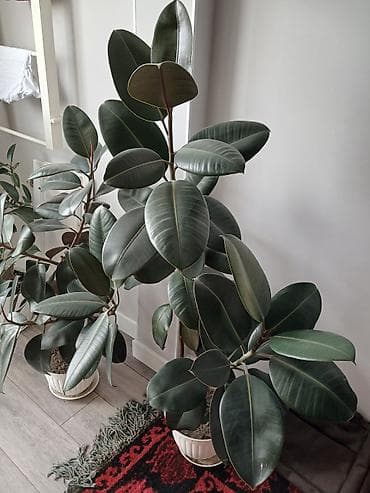 Фикусы: Фикус эластика (Ficus elastica, каучуконосный фикус) в декоративном — 1