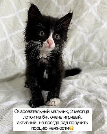 Отдам даром кошку: Кошка даром: Беспородная, Мальчик — 1
