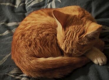объявление отдам котят: Рыжий домашний котенок - Окрас: теплый рыжий табби с белыми — 2