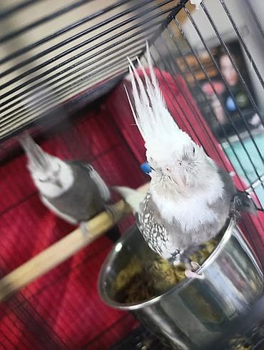 корела: ПРОДАЕТСЯ ТОЛЬКО САМКА БЕЛАЯ!!!кореллы (нимфы), пара. Окрас — 3
