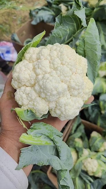 молочные продукты: Цветная капуста (со своего поля) - Плотные белые соцветия, закрытые — 5