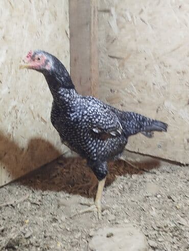 Птицы: Дакан цесарка мекиш сатылат алмашу жолдору бар адрес Заря Тынчтык — 1