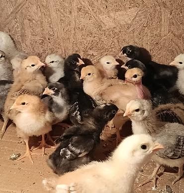 продаю птиц: Продаю | Цыплята | Для разведения, Несушки — 2