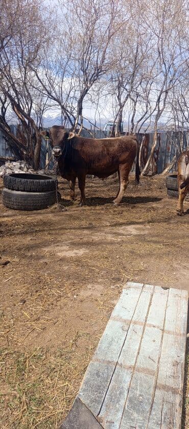 сколько стоит доберман цена: Продаю | Бык (самец) | Швицкая | Для разведения — 2