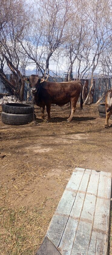 купить собаку доберман в бишкеке: Продаю | Бык (самец) | Полукровка | На откорм | Привязанные — 2