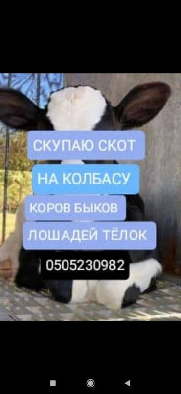 ферма: Сатып алам | Уйлар, букалар, Жылкылар, аттар | Күнү-түнү, Бардык шартта, Союлган