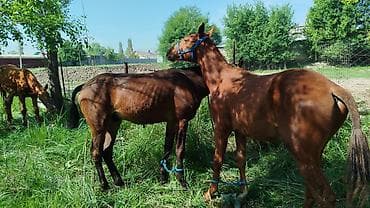 уй сатылат бишкек 2022: Сатам | Тай — 4