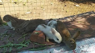 белые котенки: Кролики (молодняк) - Породы/окрасы: однотонные и пятнистые — белые с — 2